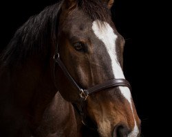 jumper Robinson Crusoe (Hessian Warmblood, 2006, from Reverend)