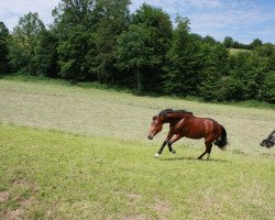 Springpferd Guilietta (Hannoveraner, 2015, von Grey Top)