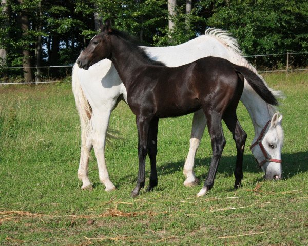 jumper Calypso (Hanoverian, 2017, from Capistrano 2)