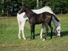 jumper Calypso (Hanoverian, 2017, from Capistrano 2)