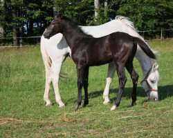 Springpferd Calypso (Hannoveraner, 2017, von Capistrano 2)