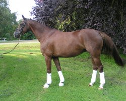 broodmare Fiel zu klein (Westphalian, 2005, from Fiano)