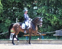 dressage horse Ferrabeau (Württemberger, 2012, from Feedback 16)