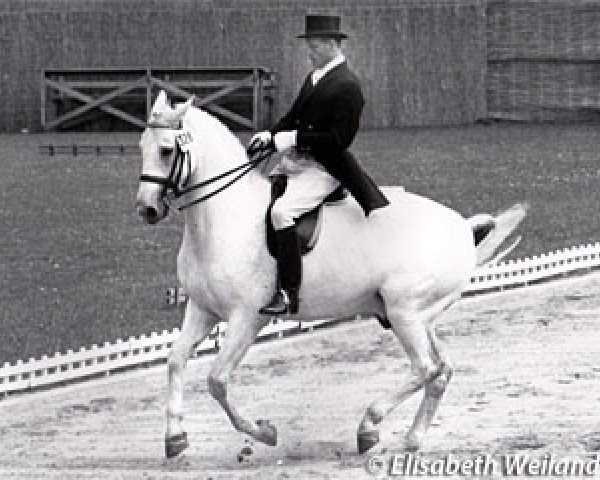 Pferd Remus (Westfale, 1955, von Ramzes AA)