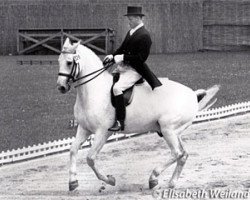 horse Remus (Westphalian, 1955, from Ramzes AA)