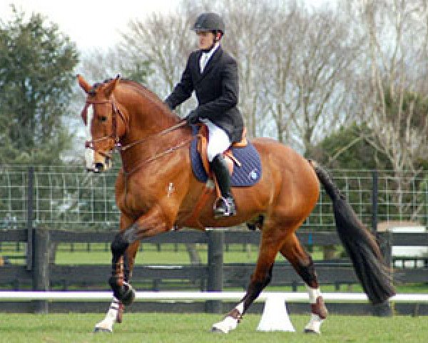 dressage horse Airthrey Highlander (New Zealand Warmblood, 2001, from Glendevon Commander)