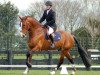 dressage horse Airthrey Highlander (New Zealand Warmblood, 2001, from Glendevon Commander)