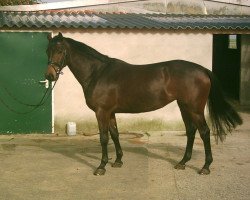 broodmare Rianna (Rhinelander, 2004, from Riccione)