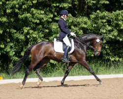 dressage horse Lady Louisa S (Rhinelander, 2012, from Lord Carnaby)