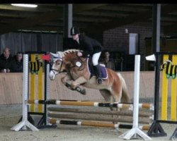 broodmare Nora (Haflinger, 2006, from Naidan)