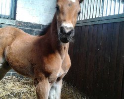 jumper Sir Tweehues (Westphalian, 2016, from Sir Obolensky Z)