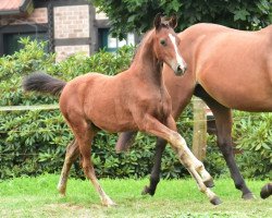 jumper Fohlen v. Duncan x Kennedy x Brillant (German Riding Pony, 2017, from Duncan 86)