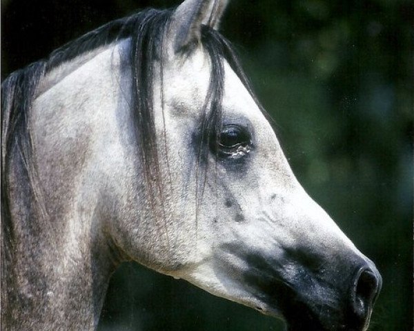 horse RASHID EL NAJIM ox (Arabian thoroughbred, 1992, from Mahjad ox)