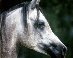 Pferd RASHID EL NAJIM ox (Vollblutaraber, 1992, von Mahjad ox)