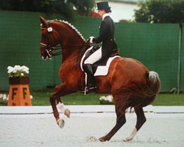 horse Grunox (Hanoverian, 1981, from Grunewald)