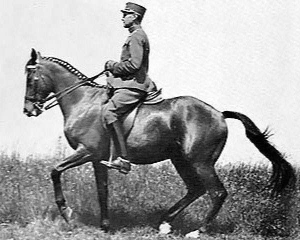 Pferd Nero xx (Englisches Vollblut, 1927, von Dark Ronald xx)