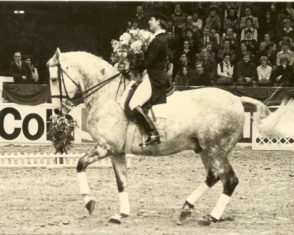 Pferd Mon Cherie (Hannoveraner, 1970, von More Magic xx)