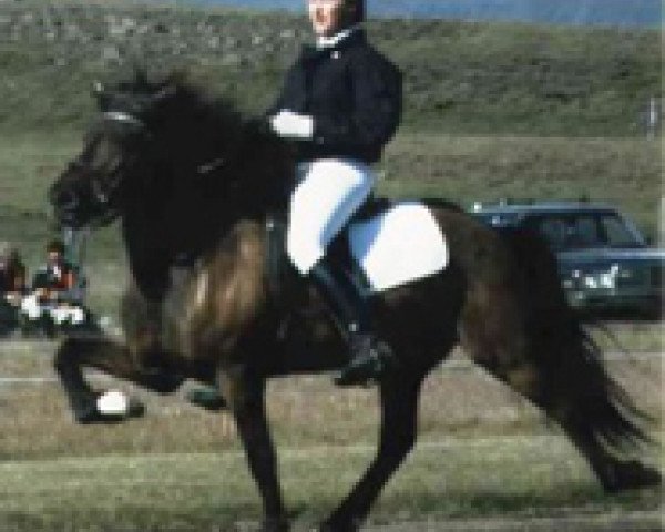 broodmare Lissy frá Vatnsleysu (Iceland Horse, 1979, from Hörður frá Kolkuósi)