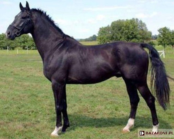 stallion Higi Linkel (Oldenburg, 1998, from Landor S)