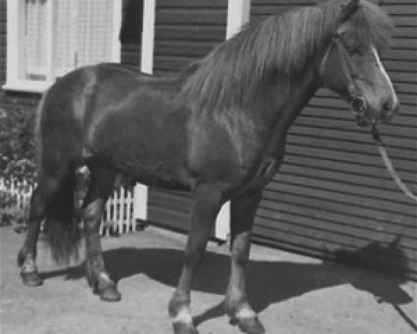 Deckhengst Blesi frá Selfossi (Islandpferd, 1954, von Geysir frá Stóru-Giljá)