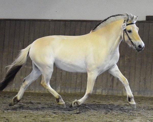 horse Jelka (Fjord Horse, 2013, from Kenrick)