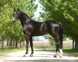 stallion Pm Balougraf (Württemberger, 2007, from Balou du Rouet)