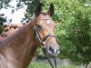 Springpferd Billy Jean (KWPN (Niederländisches Warmblut), 2013, von Breitling LS)