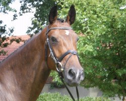 Springpferd Billy Jean (KWPN (Niederländisches Warmblut), 2013, von Breitling LS)