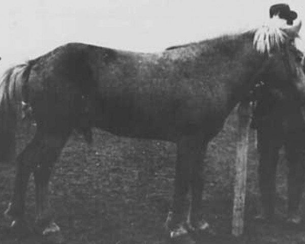 Deckhengst Geisli frá Másstöðum (Islandpferd, 1934, von Rauður frá Hjallalandi)