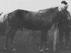 stallion Geisli frá Másstöðum (Iceland Horse, 1934, from Rauður frá Hjallalandi)