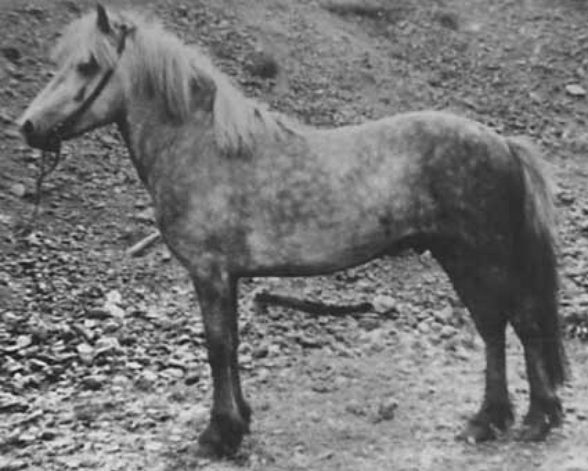 Deckhengst Glotti frá Syðra-Vallholti (Islandpferd, 1946, von Gráni frá Holkoti á Reykjaströnd)