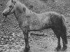 Deckhengst Glotti frá Syðra-Vallholti (Islandpferd, 1946, von Gráni frá Holkoti á Reykjaströnd)