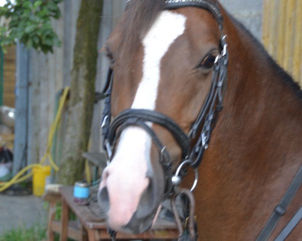 broodmare Lovely Little Lady (German Riding Pony,  )