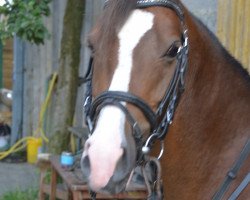 broodmare Lovely Little Lady (German Riding Pony,  )