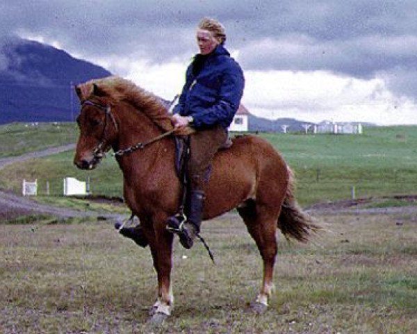 Zuchtstute Elding frá Hlöðutúni (Islandpferd, 1965, von Hörður frá Kolkuósi)