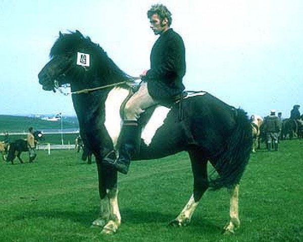 stallion Stigandi frá Hesti (Iceland Horse, 1968, from Hrafn frá Árnanesi)