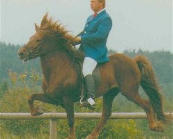 Pferd Heykir frá Keldunesi (Islandpferd, 1987, von Höður frá Hvoli)