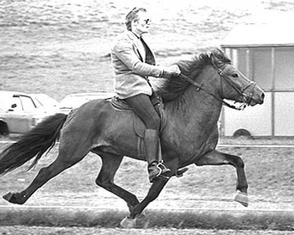 stallion Höður frá Hvoli (Iceland Horse, 1978, from Náttfari frá Ytra-Dalsgerði)