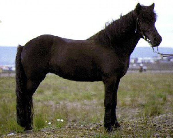 broodmare Perla frá Hvoli (Iceland Horse, 1981, from Hördur fra Hvolli)