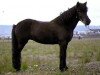 broodmare Perla frá Hvoli (Iceland Horse, 1981, from Hördur fra Hvolli)