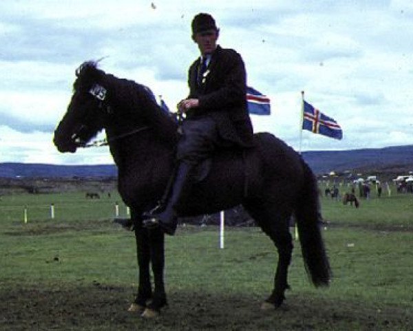 Zuchtstute Tinna frá Hveragerði (Islandpferd, 1964, von Hörður frá Kolkuósi)