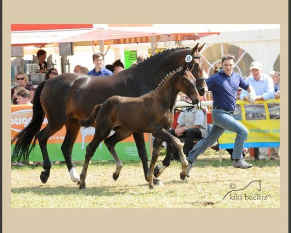 dressage horse Sun Seeker 2 (Hanoverian, 2013, from Scolari)