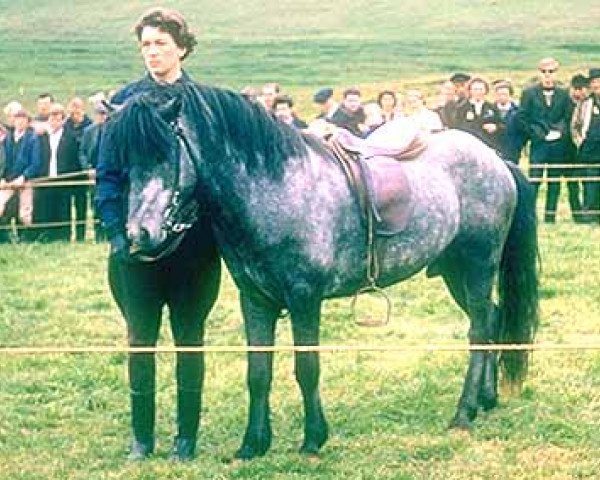 stallion Baldur frá Vatnsleysu (Iceland Horse, 1962, from Hörður frá Kolkuósi)