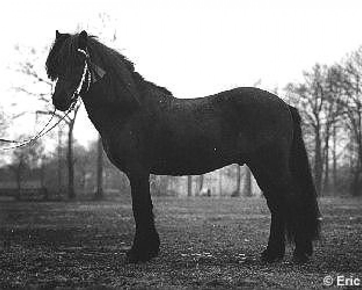 Deckhengst Kuldi frá Brimnesi (Islandpferd, 1975, von Gustur fra Holum)