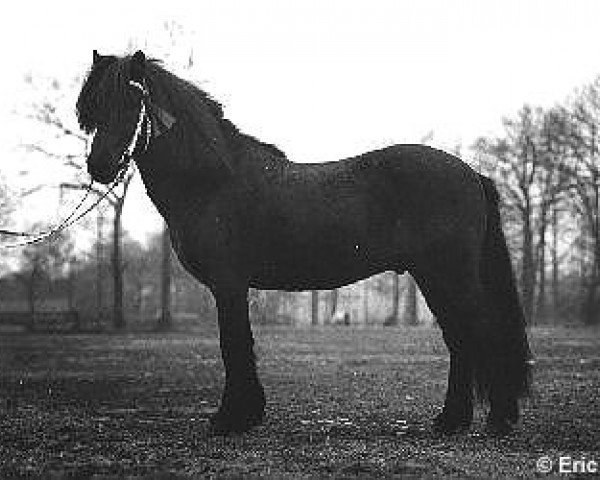 stallion Kuldi frá Brimnesi (Iceland Horse, 1975, from Gustur fra Holum)