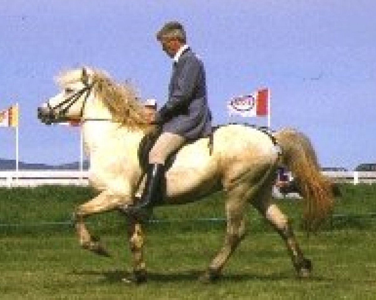 stallion Eiðfaxi frá Stykkishólmi (Iceland Horse, 1977, from Leiknir frá Svignaskarði)