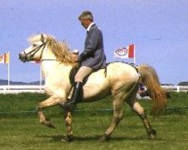 stallion Eiðfaxi frá Stykkishólmi (Iceland Horse, 1977, from Leiknir frá Svignaskarði)