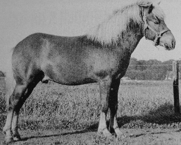 stallion Hjalti van IJsselheem (Iceland Horse, 1969, from Laski frá Hæli)