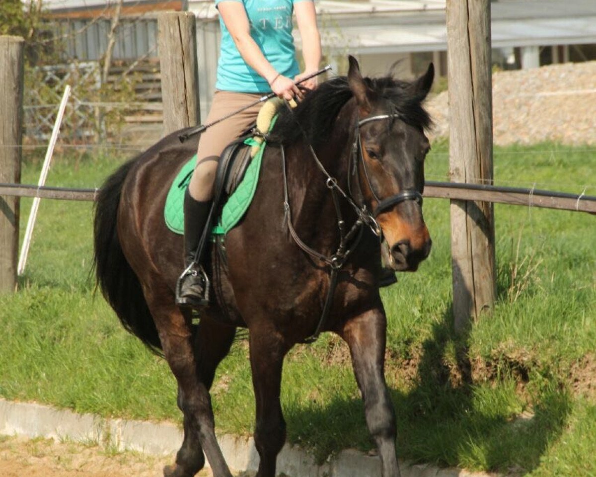 Springpferd Délceg (Ungarisches Warmblut, 2004, von Akitos Nonius-45)