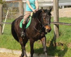 jumper Délceg (Hungarian Warmblood, 2004, from Akitos Nonius-45)